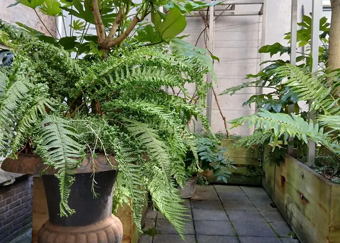 Lejlighed Roomolen Amsterdam